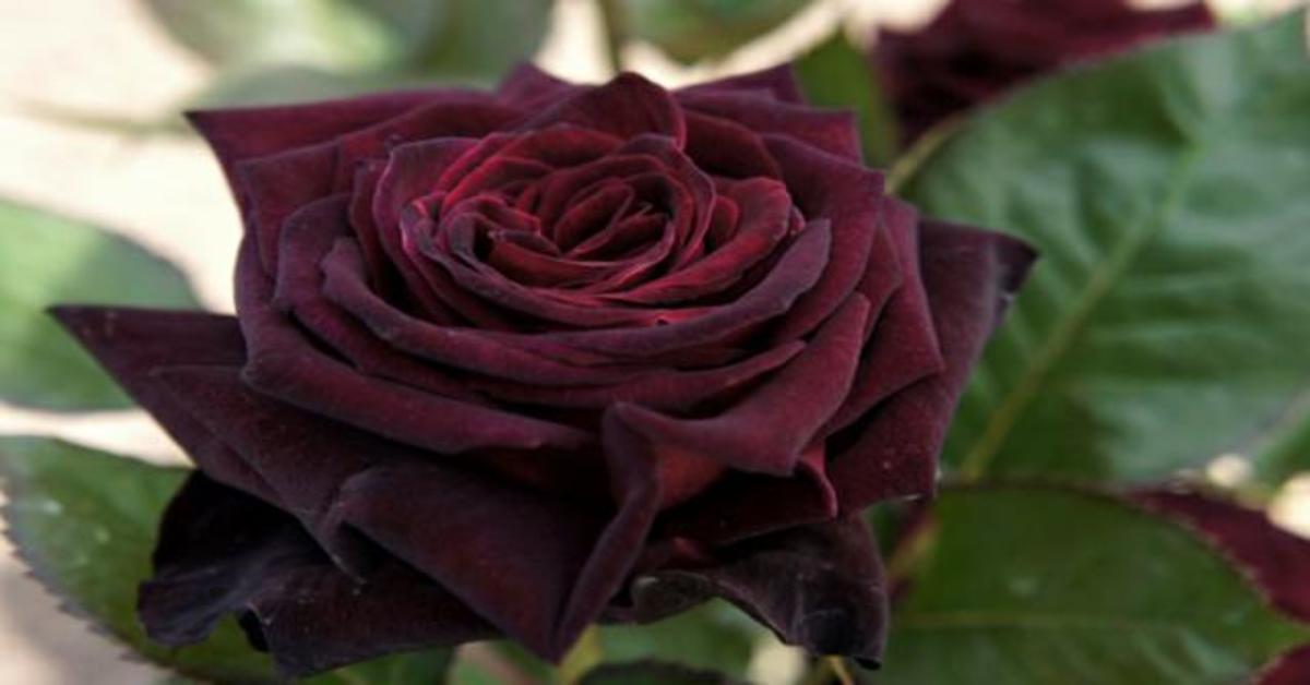 Cuál es el significado de las rosas negras