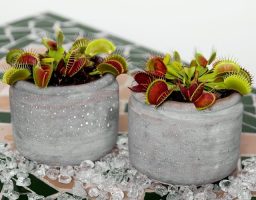 planta carnivora