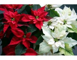 flor de pascua