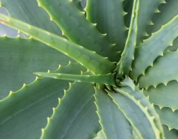 aloe vera para el pelo
