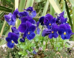 violetas