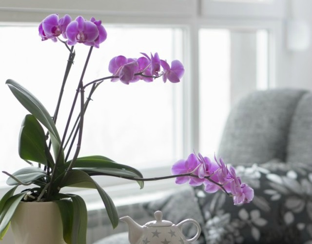 cuidar orquídeas