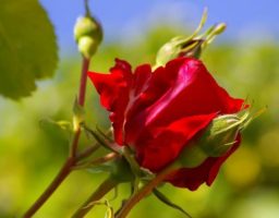 rosal