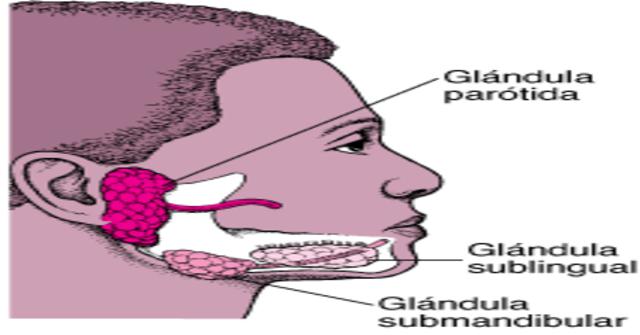 las glándulas salivales