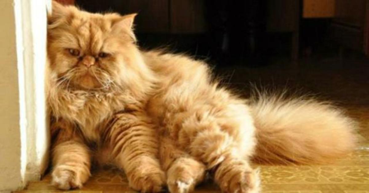 Como Pelar A Un Gato Persa