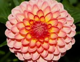 dalia