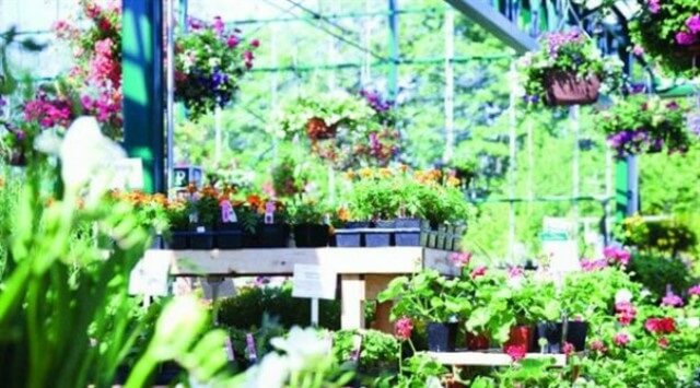 plantas para tu jardín
