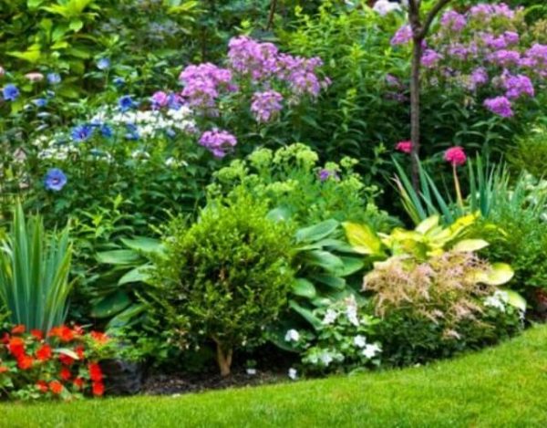 plantas para tu jardín