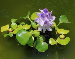 Jacinto de agua