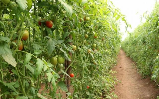 Plantar tomates