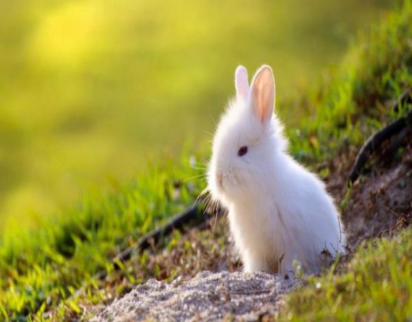 un conejo toy