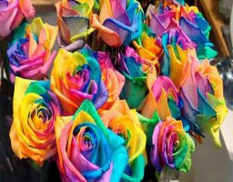 Significado de las rosas según su color