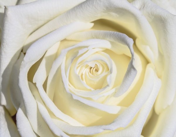 significado de las rosas blancas