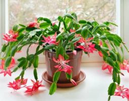 cactus de navidad