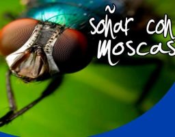 soñar con moscas