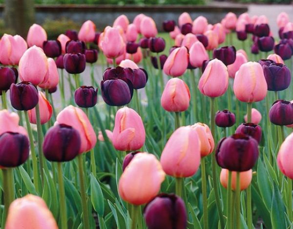 Cuáles son los tipos de tulipanes