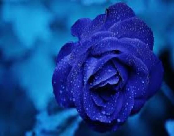 Cuál es el significado de la rosa azul