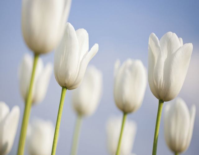 Cuáles son los tipos de tulipanes