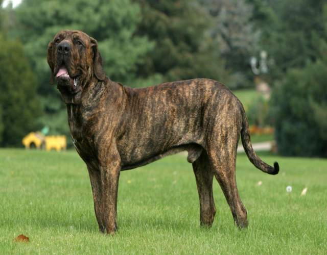 Cuáles son las razas de perro más grandes