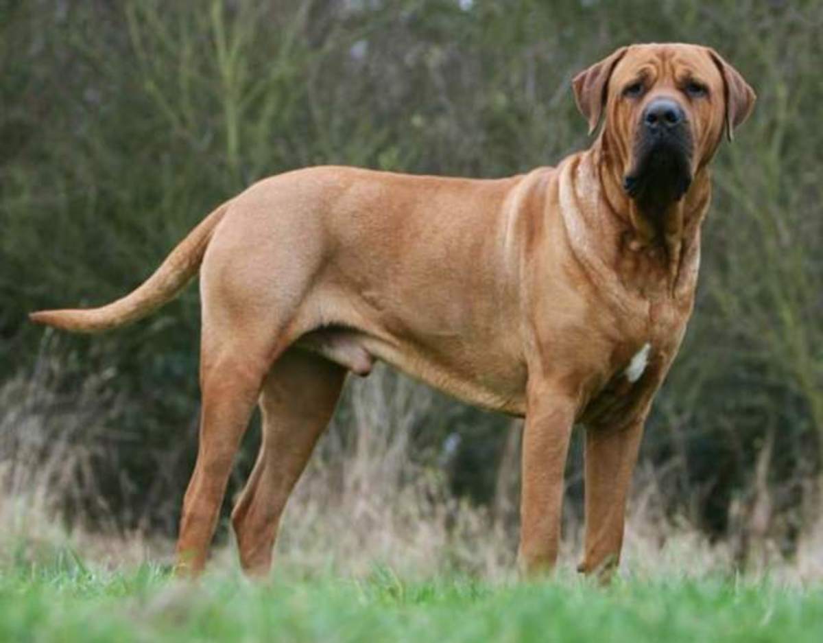 породы больших собак с фото