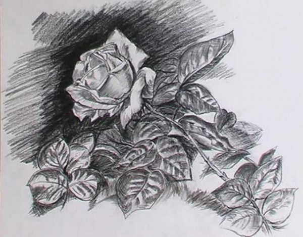 una rosa a carboncillo