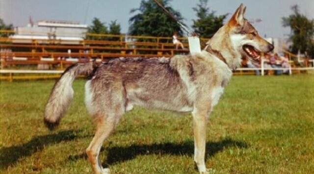 perro Lobo Checoslovaco