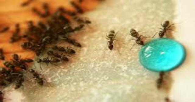 hormigas con remedios naturales