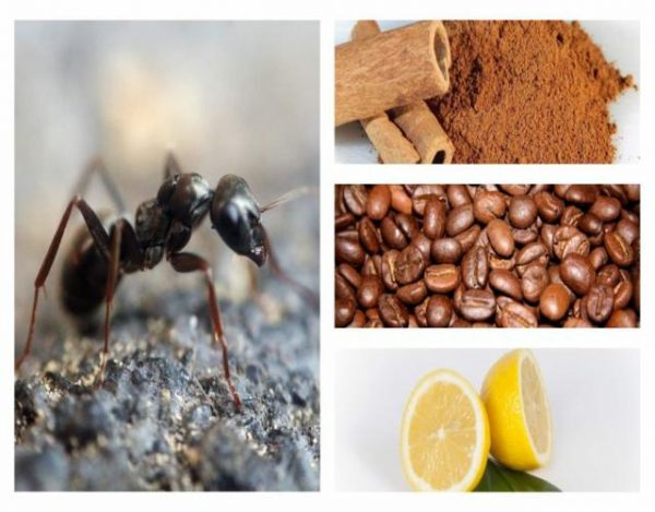 hormigas con remedios naturales