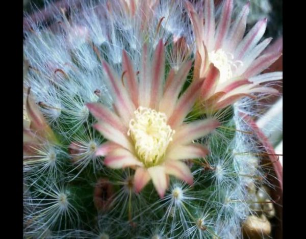 cómo hacer florecer a un cactus