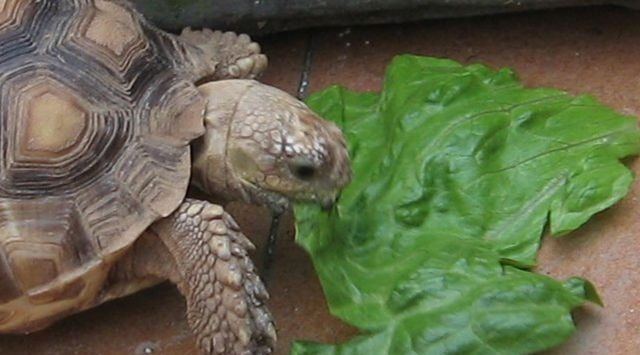 Cómo cuidar las tortugas de tierra