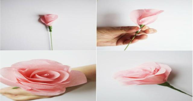 una rosa en papel de seda