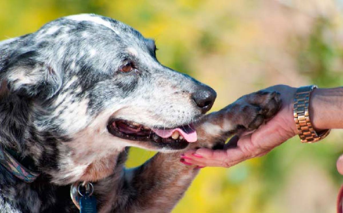 Cómo Educar A Tu Perro Fácilmente Para Que No Muerda