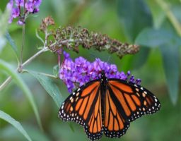 Cómo atrapar mariposas