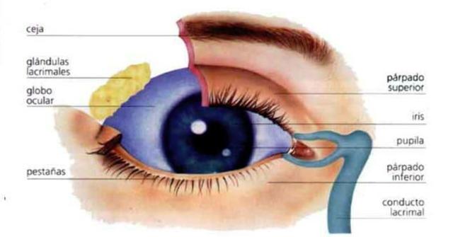 las partes del ojo