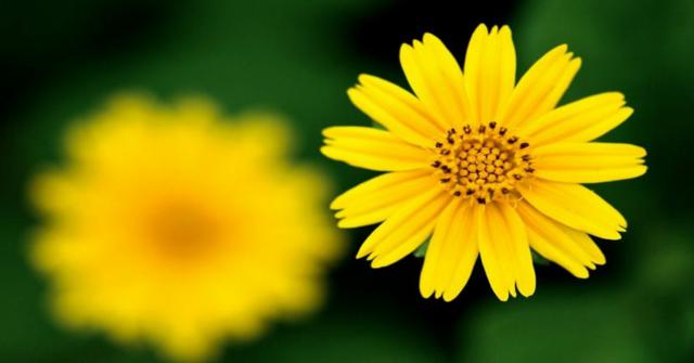 significado de las flores amarillas