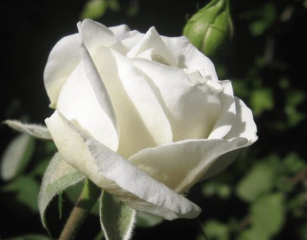 significado de las flores blancas
