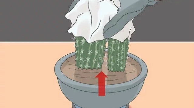 transplantar un cactus