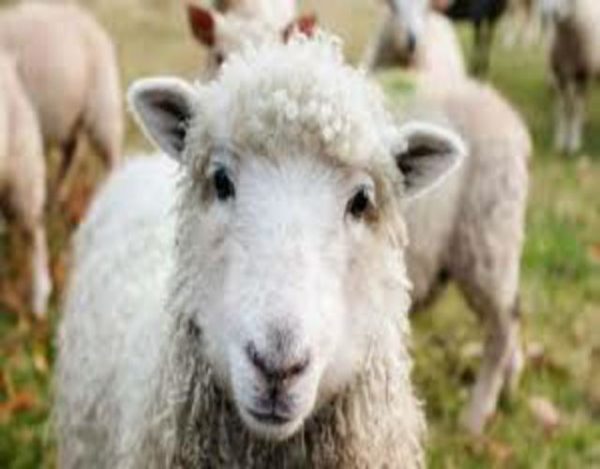 esquilar ovejas