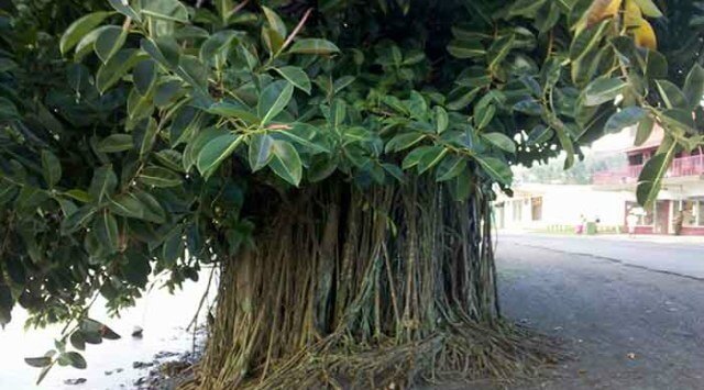 Ficus elástica