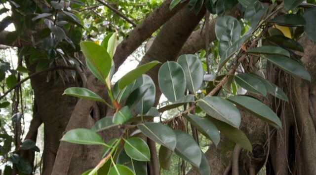 Ficus elástica