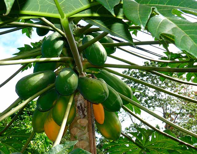 Cómo sembrar papayas